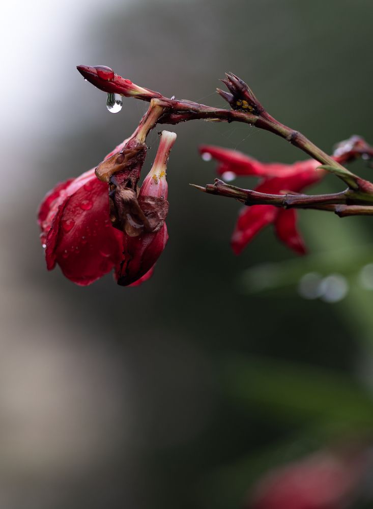 Фотография автора Anastasia Rezvaya