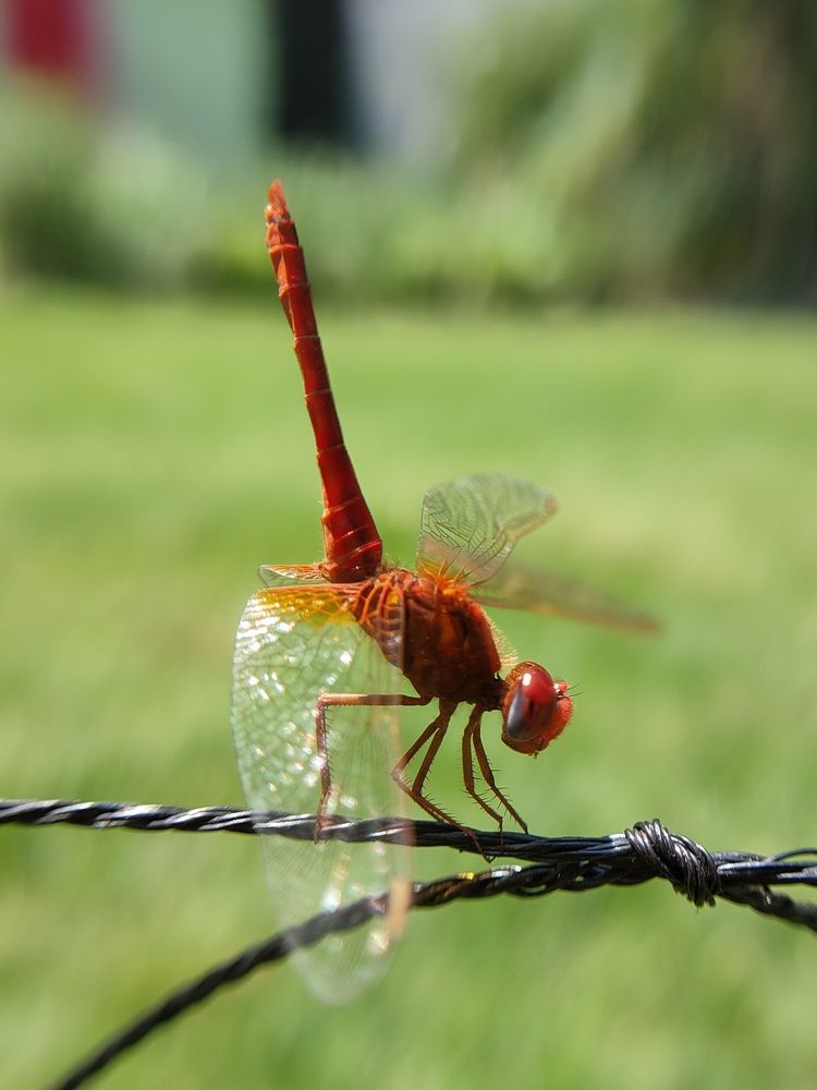Macro Shot