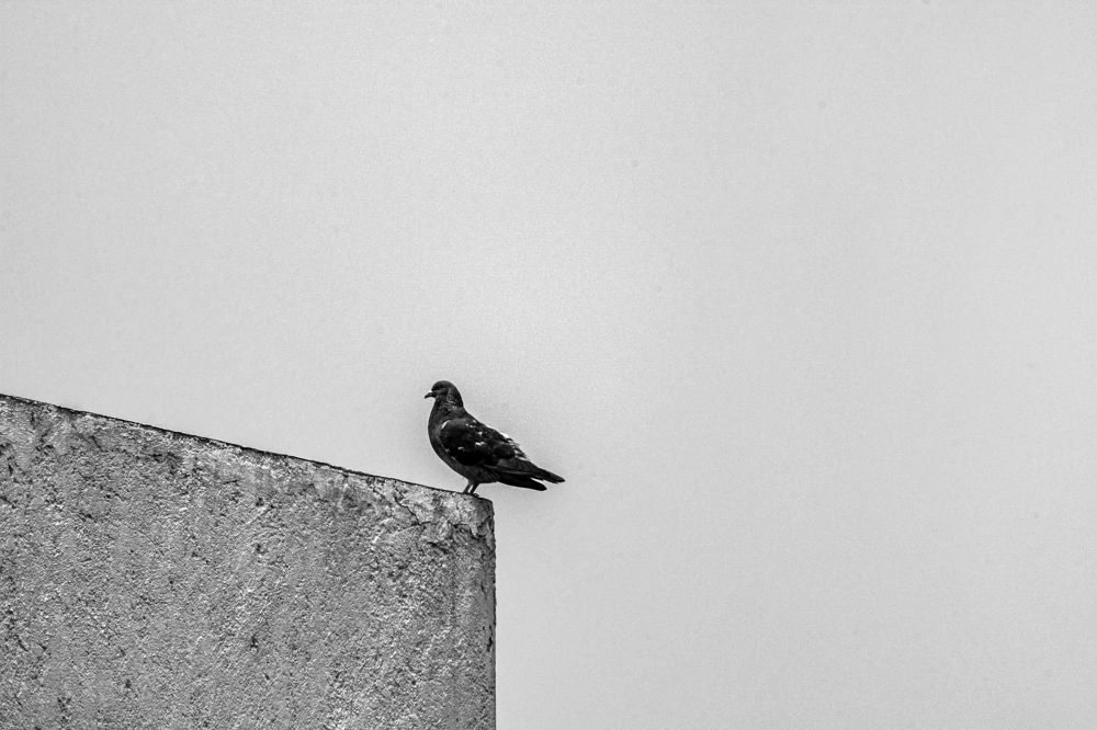 Photograph by gustavo gatto