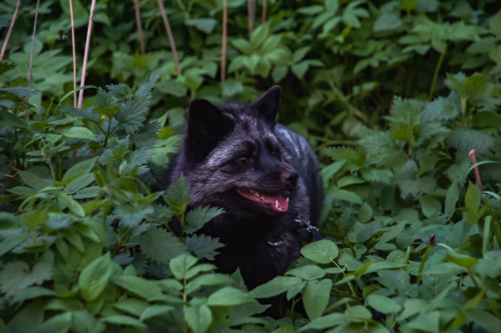 Photograph by Дарья Молчанова