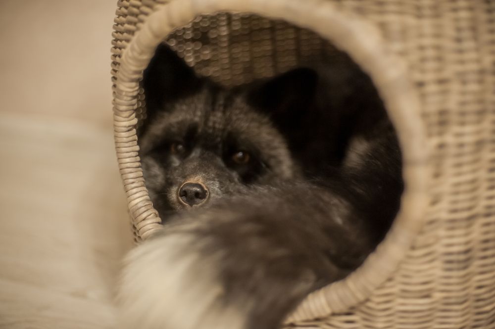 Photograph by Дарья Молчанова