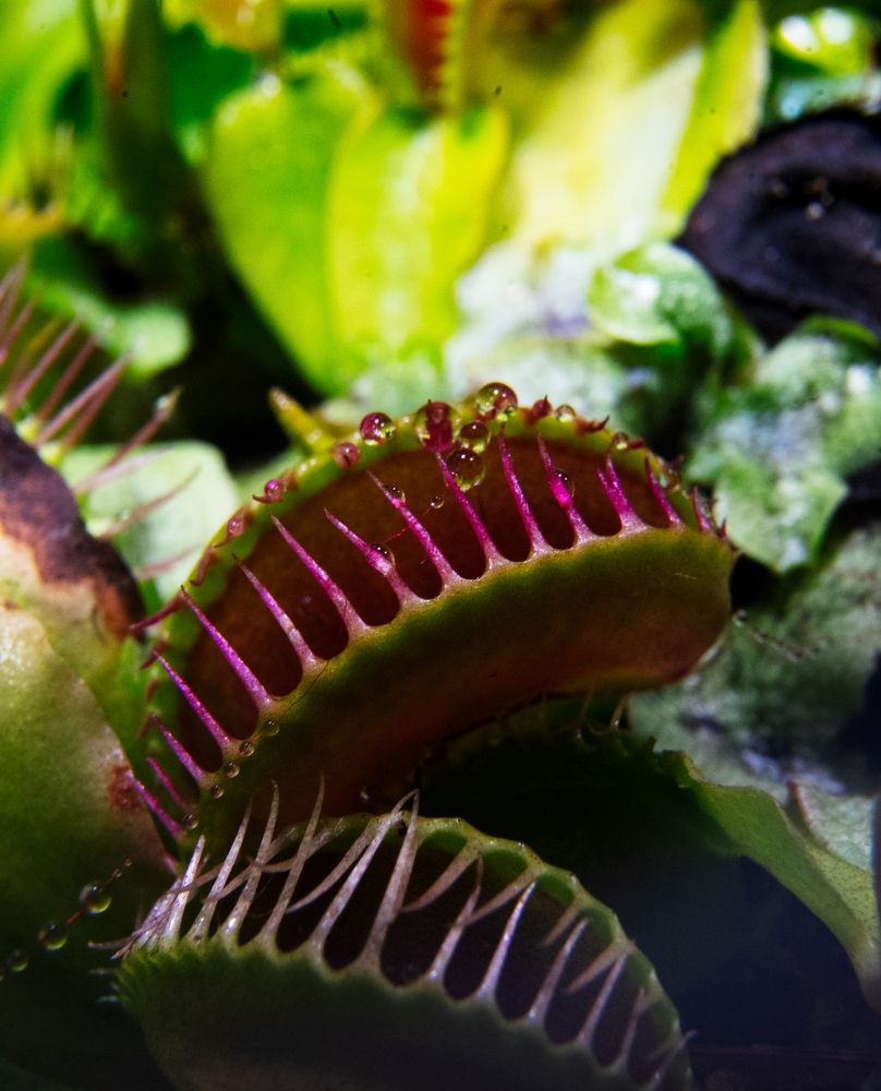 Photograph by Aleksandr Kolonsky