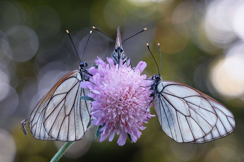 Photograph by Кузнецов Дмитрий