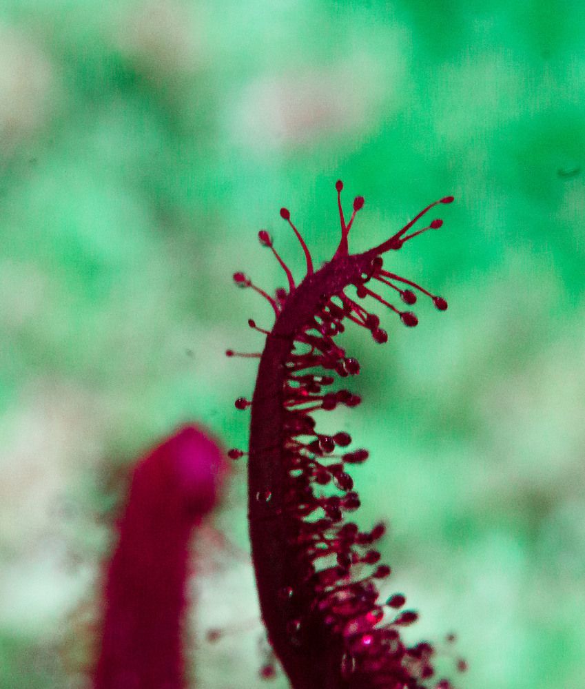 Photograph by Aleksandr Kolonsky