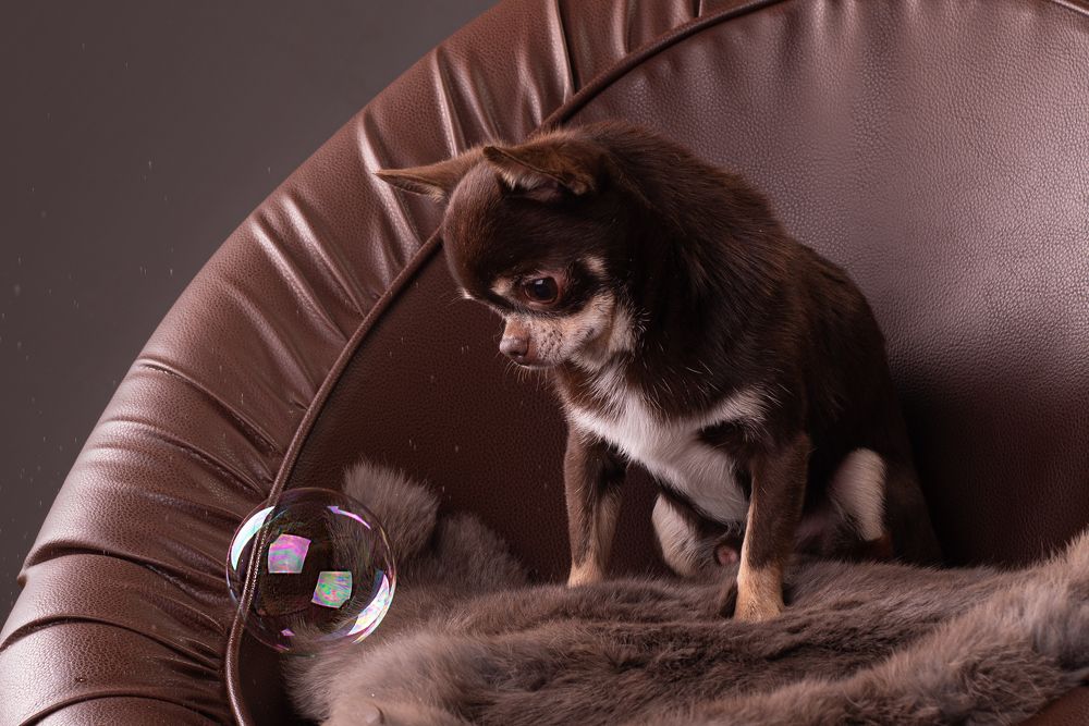 реакция собак на мыльные пузыри