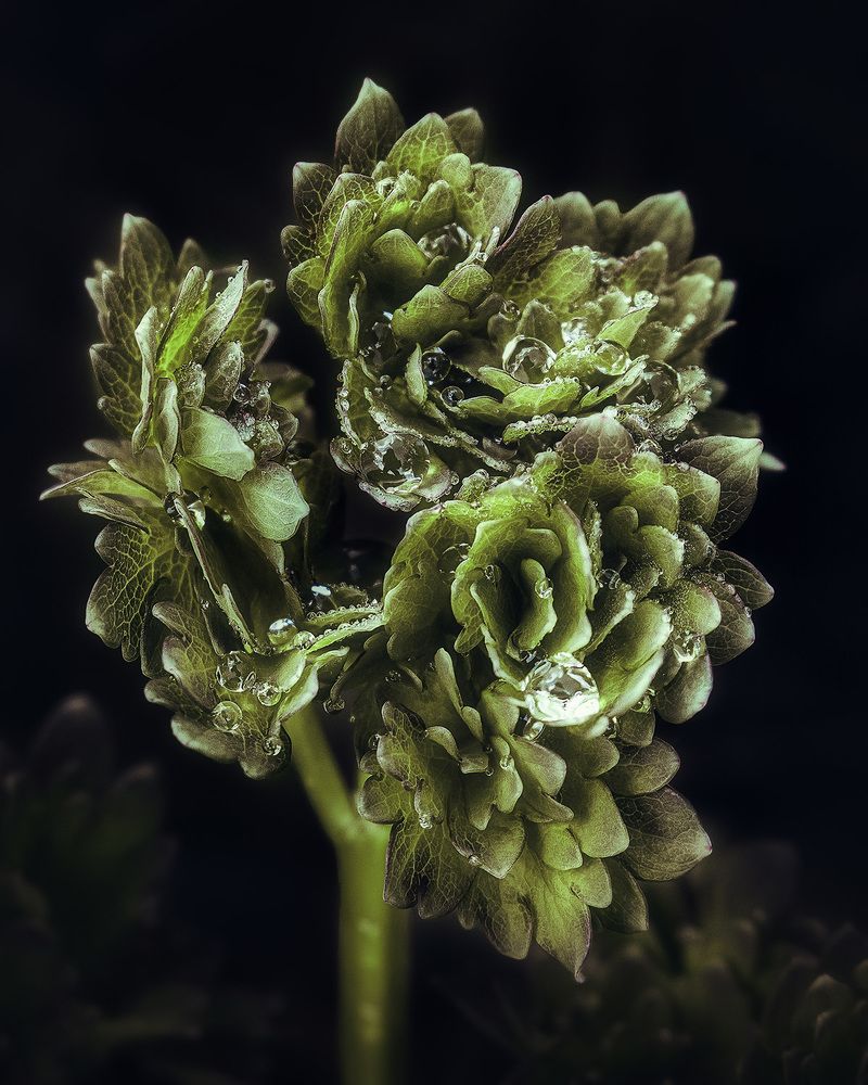 Photograph by Farzad Ajori