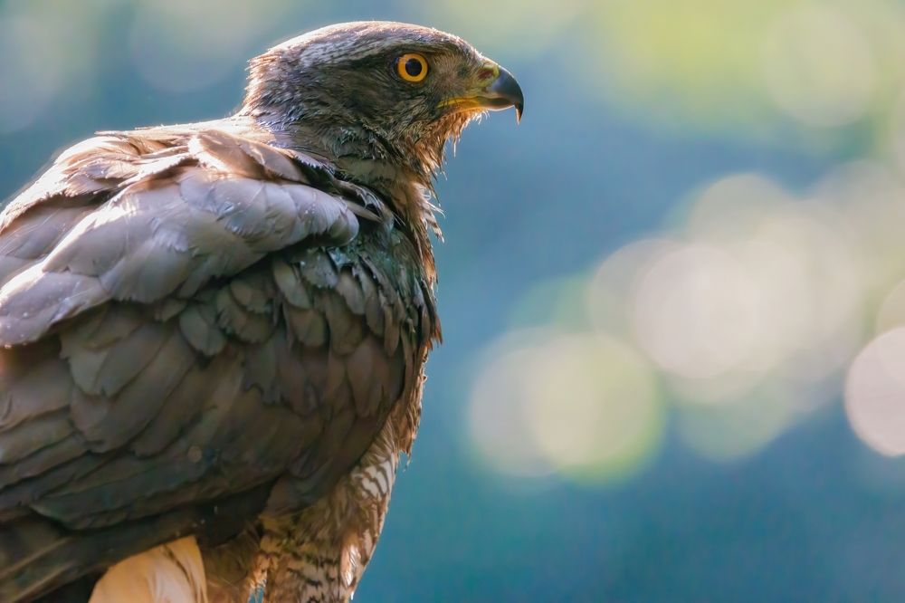 Photograph by Chris Brain