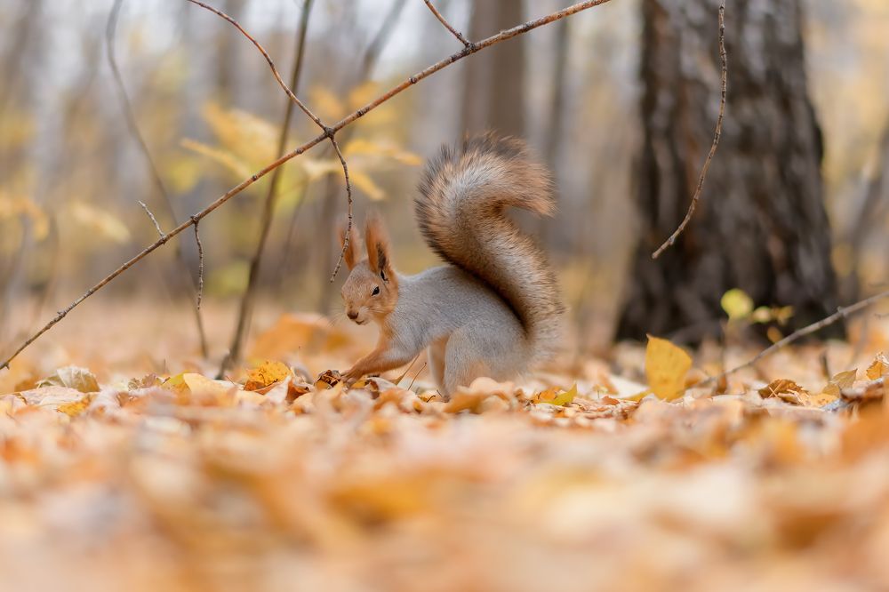Фотография автора Елена Баклач