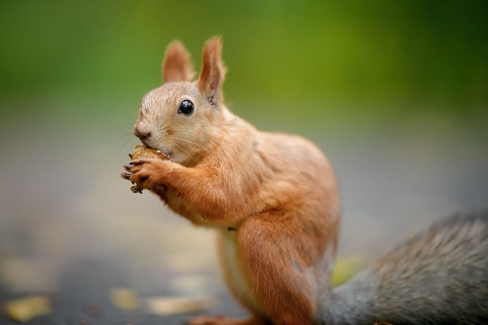 Фотография автора Елена Баклач