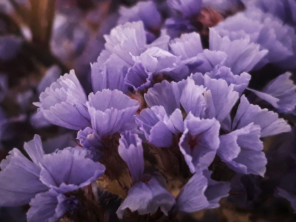 Photograph by Dilara C