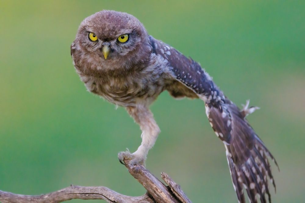 Photograph by Chris Brain