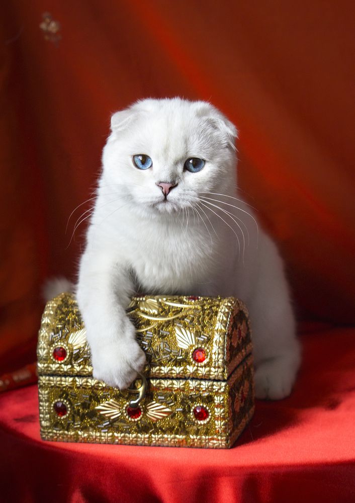 Фотография автора Елена Самофалова