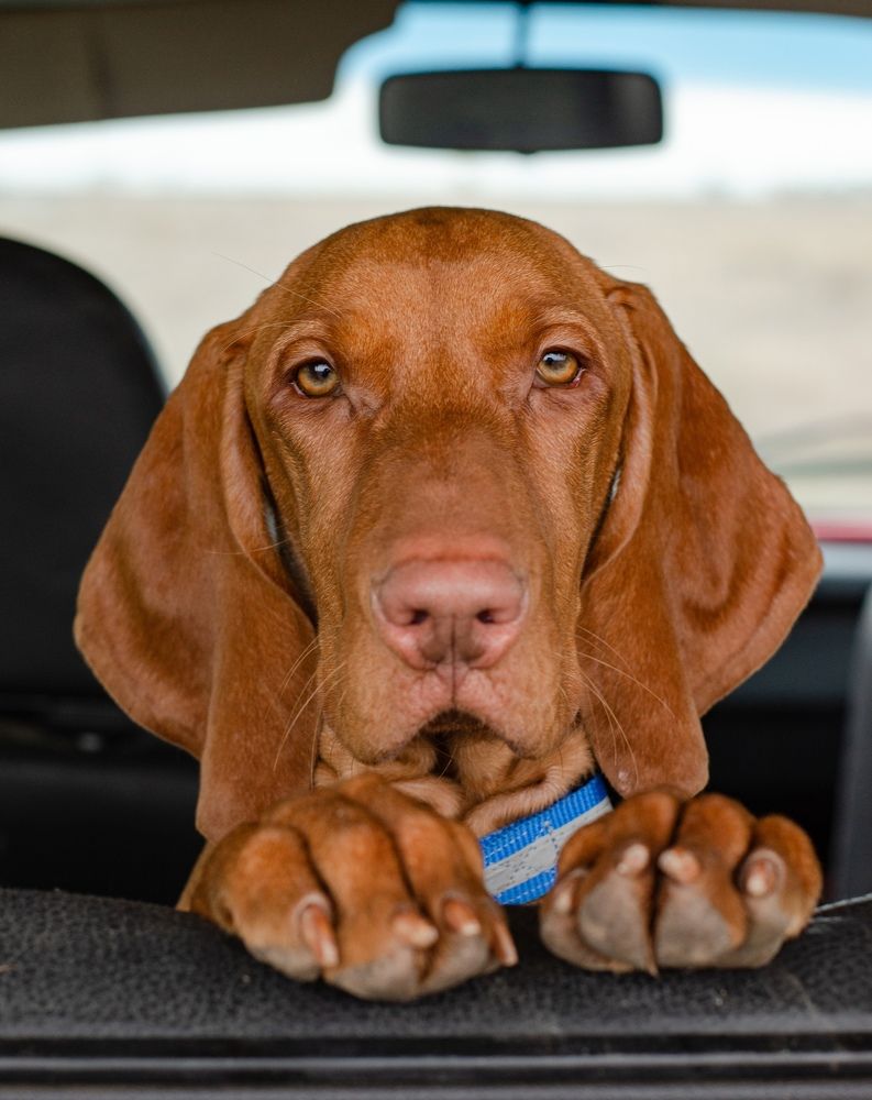 Фотография автора Елена Ефименко