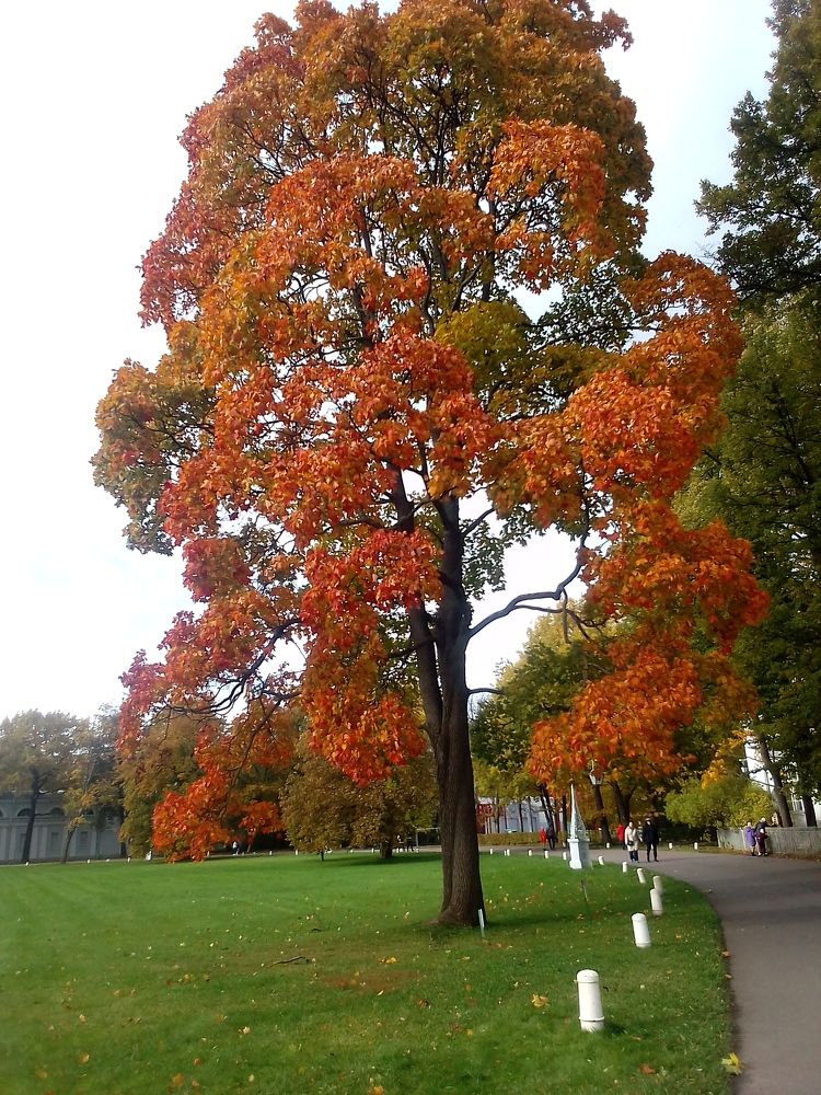 Очей очарованье!