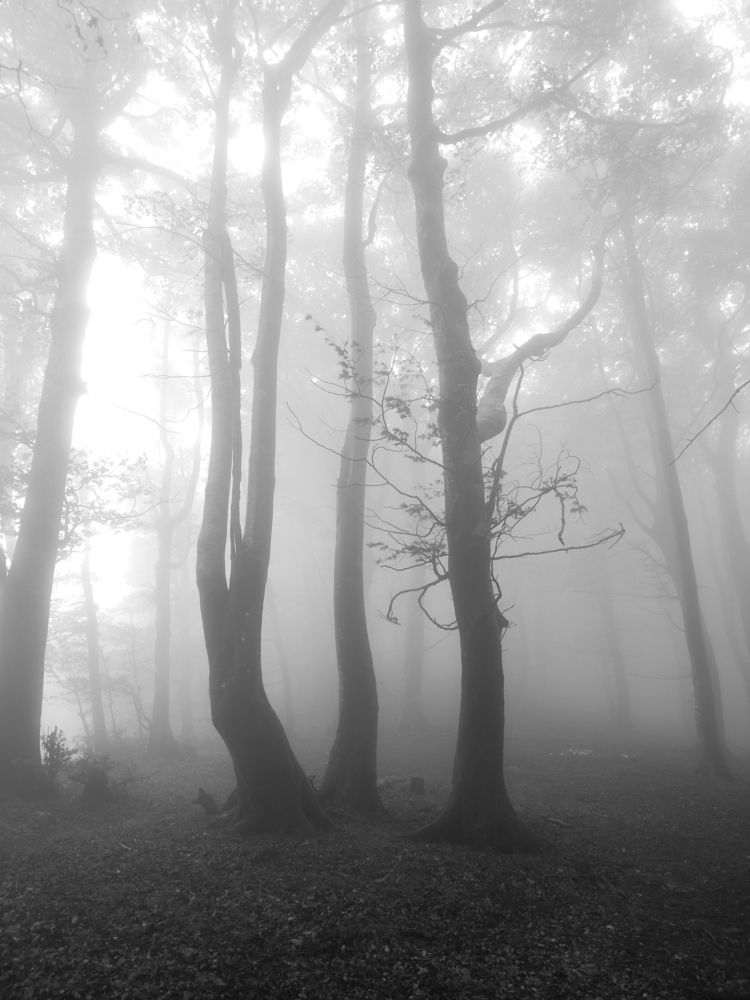 Photograph by Elliott Grieshofer