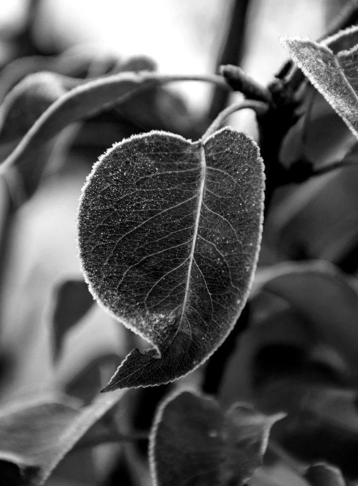 Photograph by Елена Попова