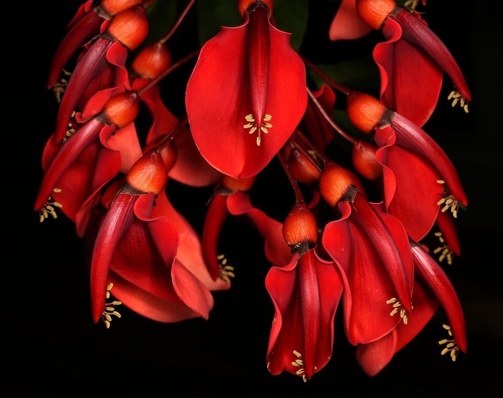 Красное и чёрное