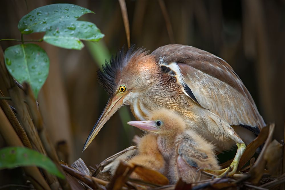 Photograph by Rin Võ