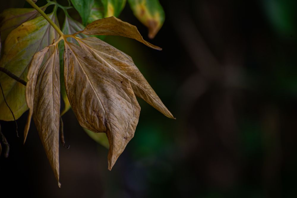 Photograph by Yanisel Clemente