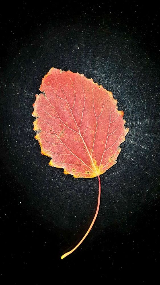Photograph by Lusha