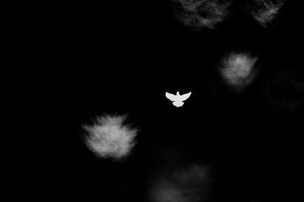 Белый Голубь