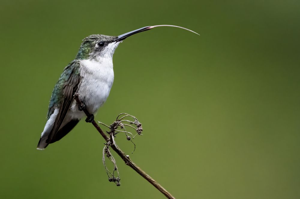Georgia Hummingbirds