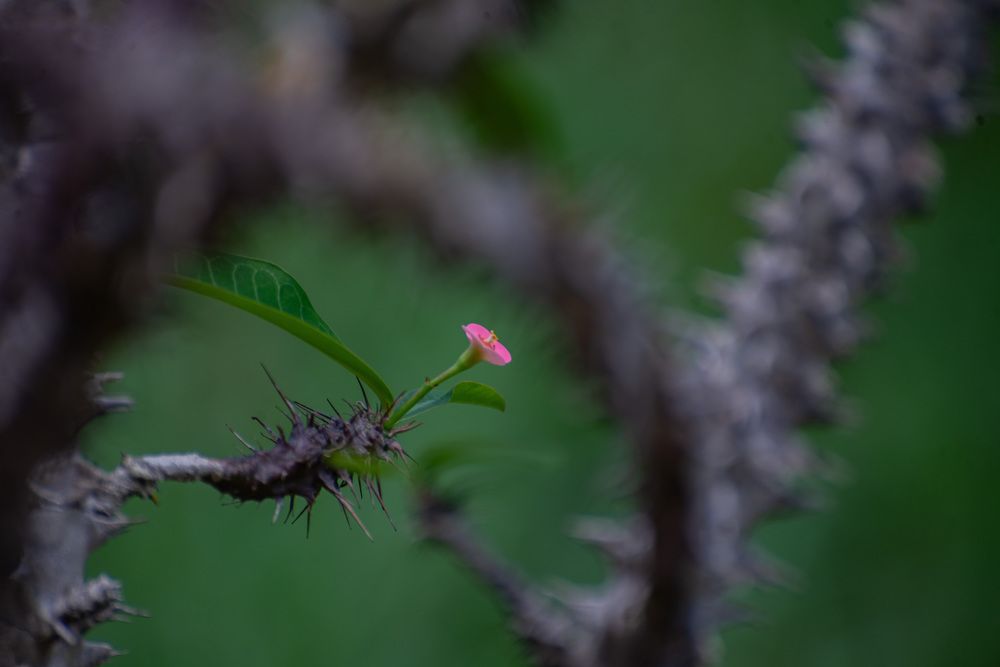 Photograph by Yanisel Clemente