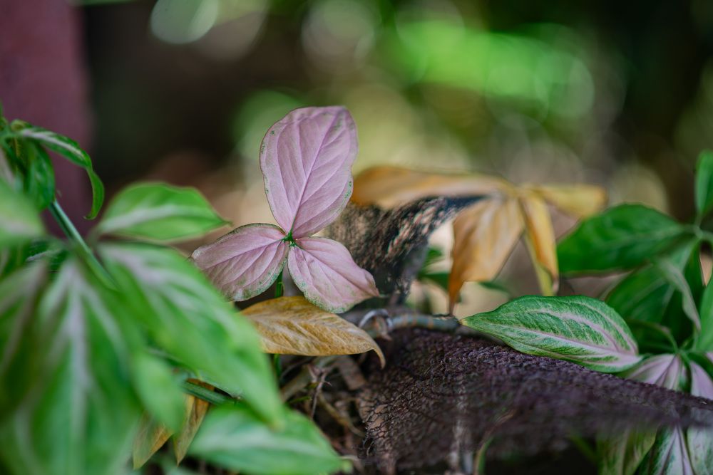 Photograph by Yanisel Clemente