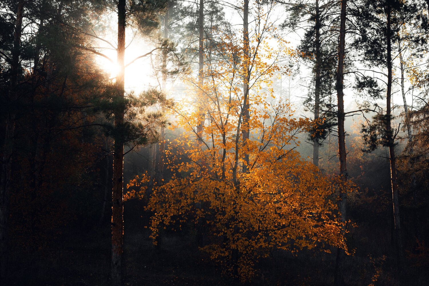 Photo #9733927