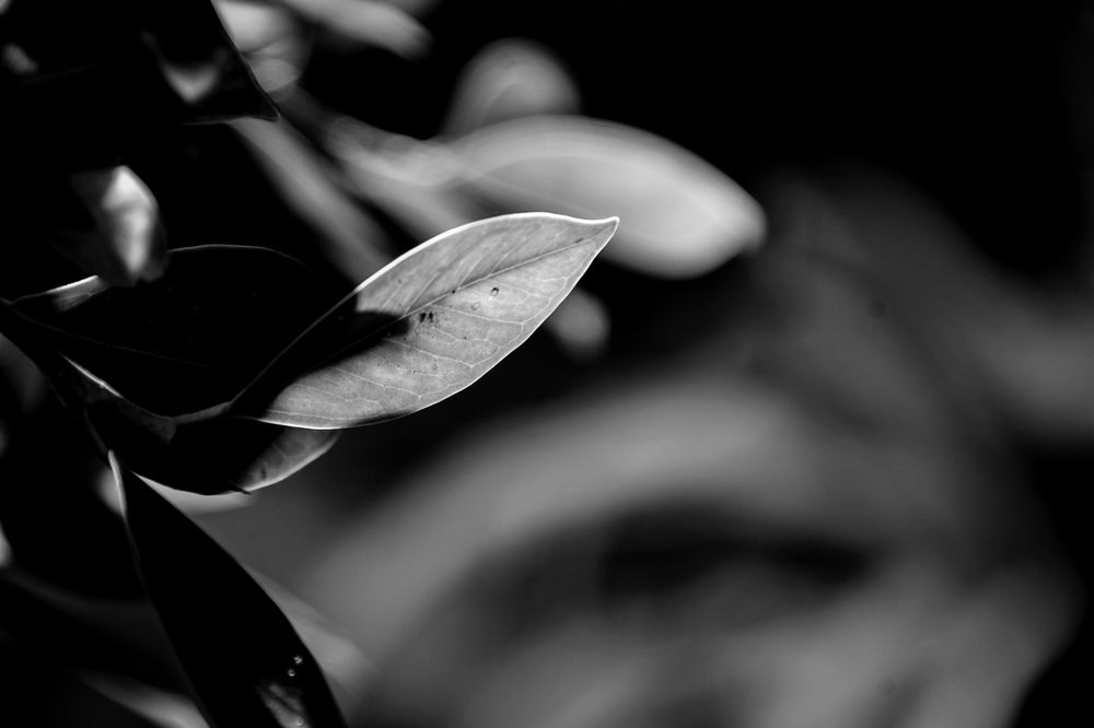 Photograph by Yanisel Clemente