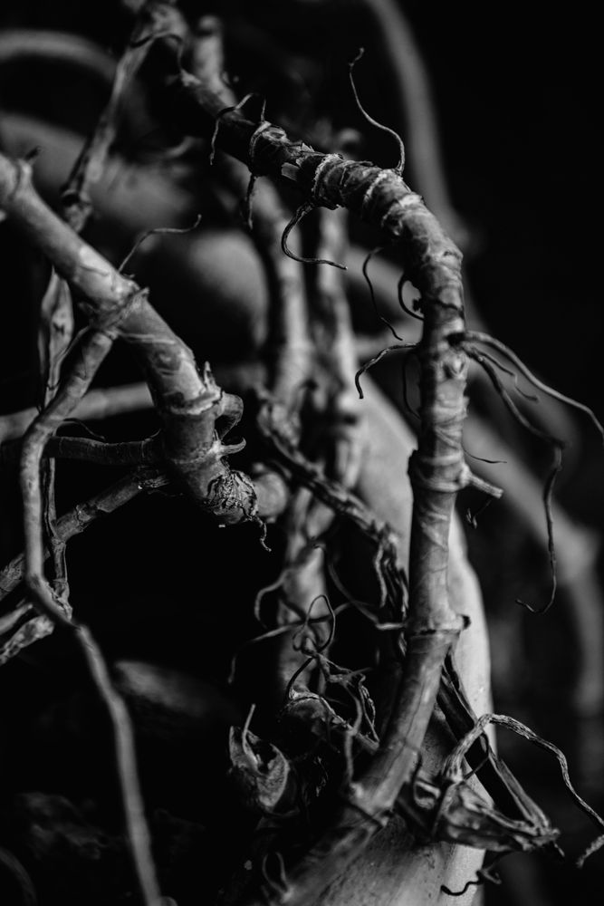 Photograph by Yanisel Clemente