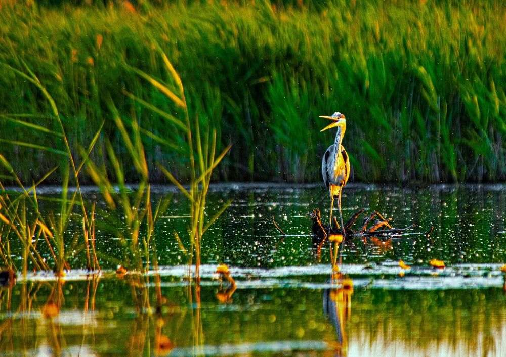 Photograph by Алексей Сиваков
