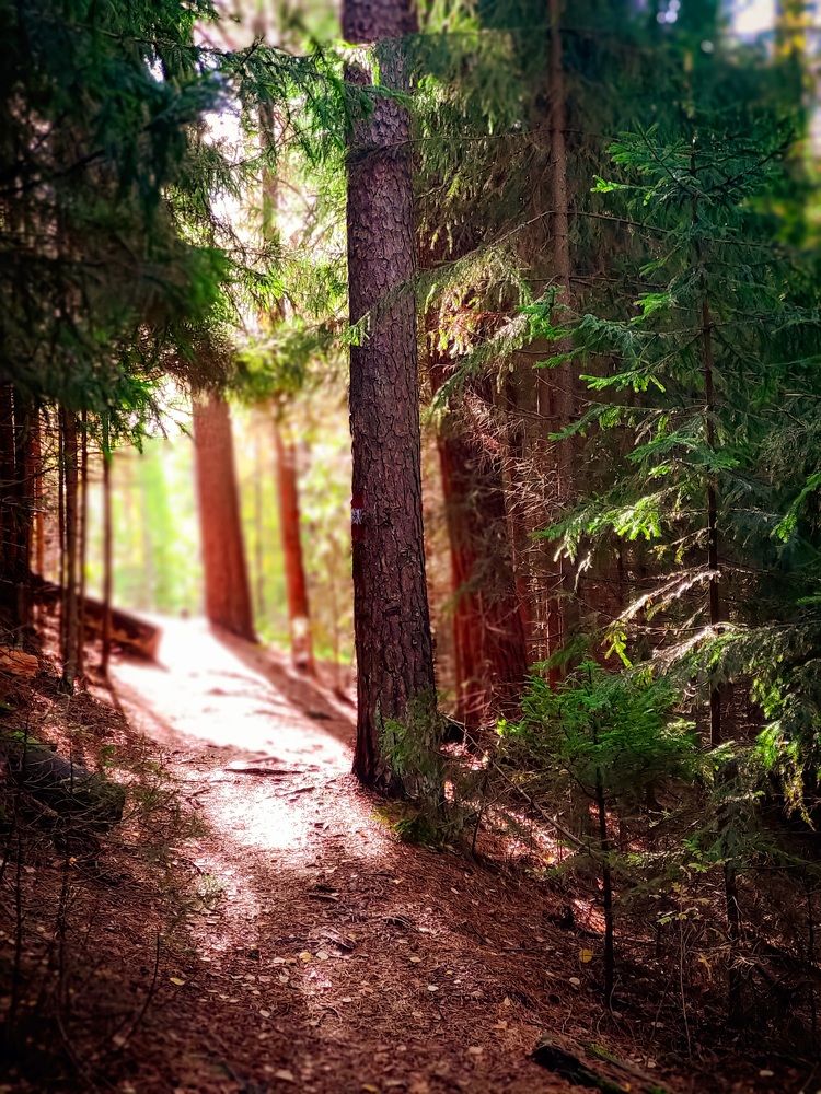 Таинственный лес