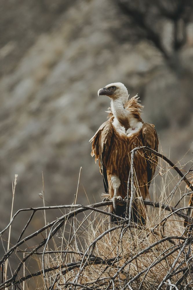 Белоголовый сиф