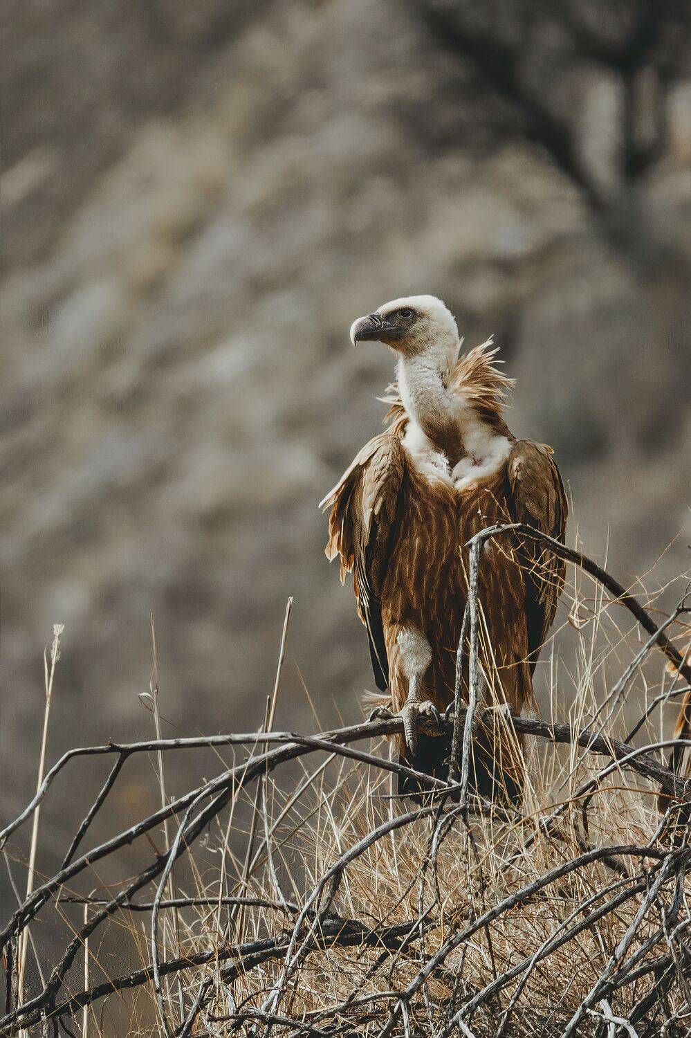 Белоголовый сиф
