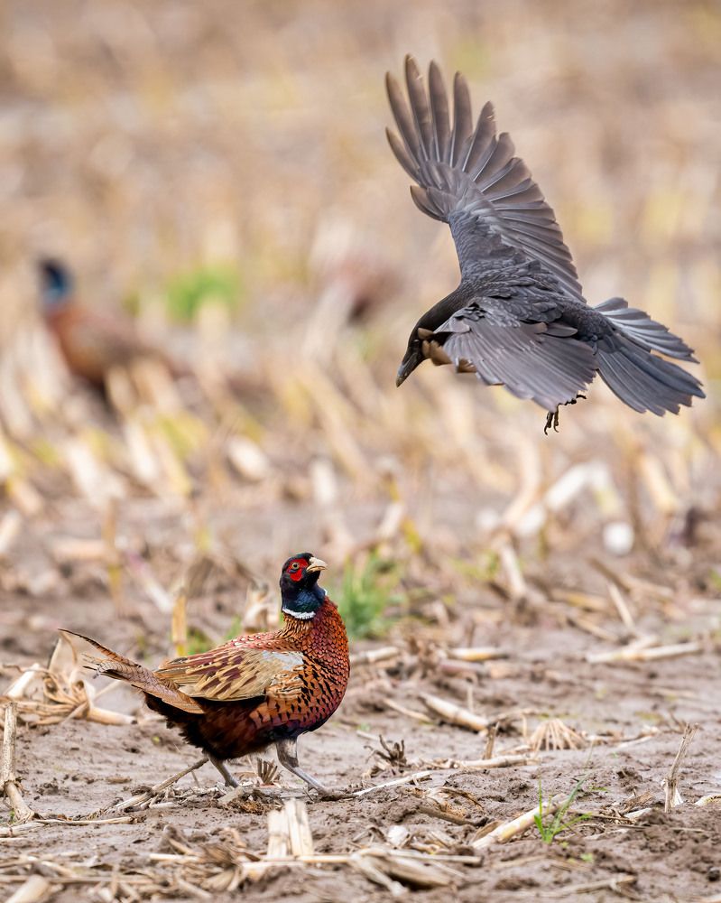 Photograph by Logeswaranathan Mohanaraj