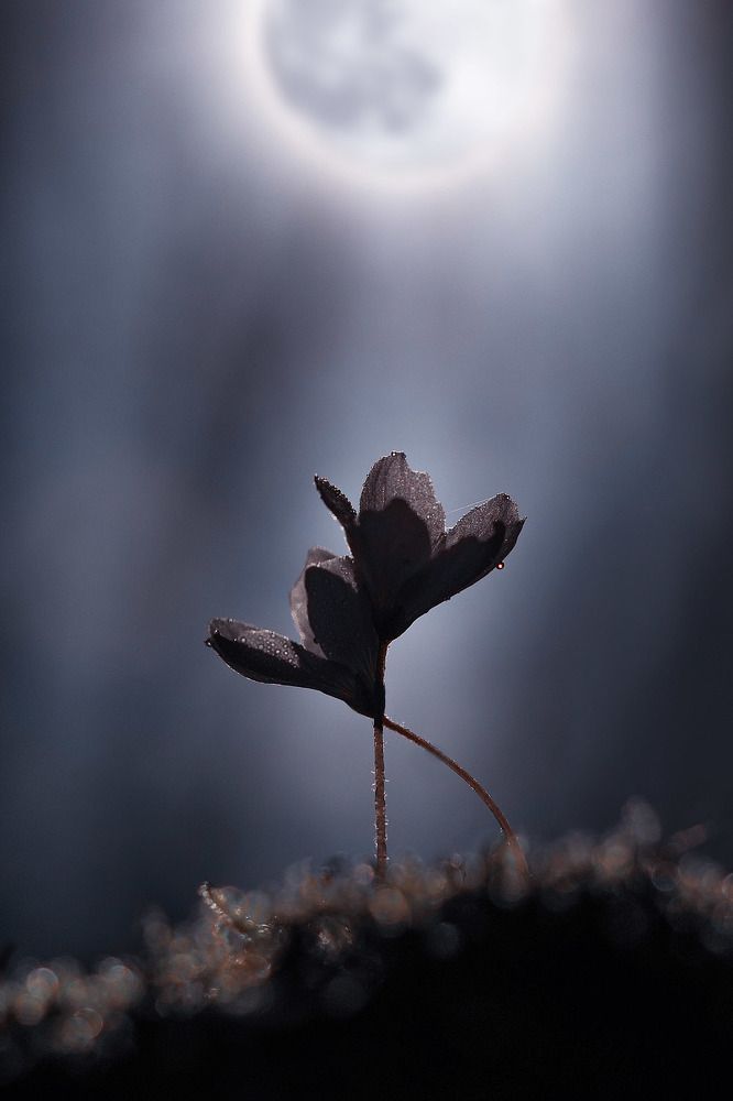 Photograph by Лукашук Евгений