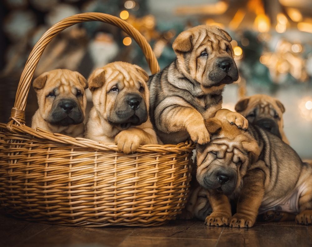 Photograph by Елена Раздвилова