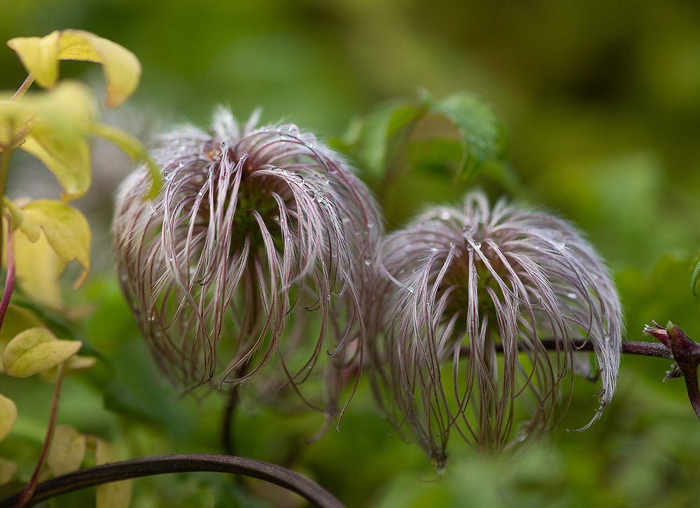 Photograph by NADEZHDA PELYMSKAIA