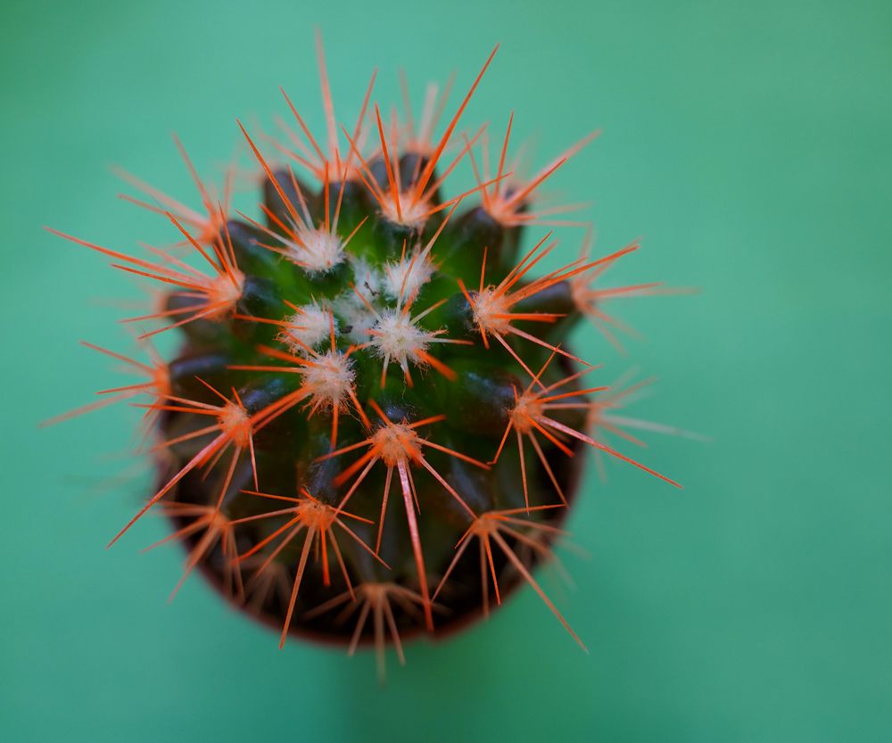 Photograph by Светлана Семенова