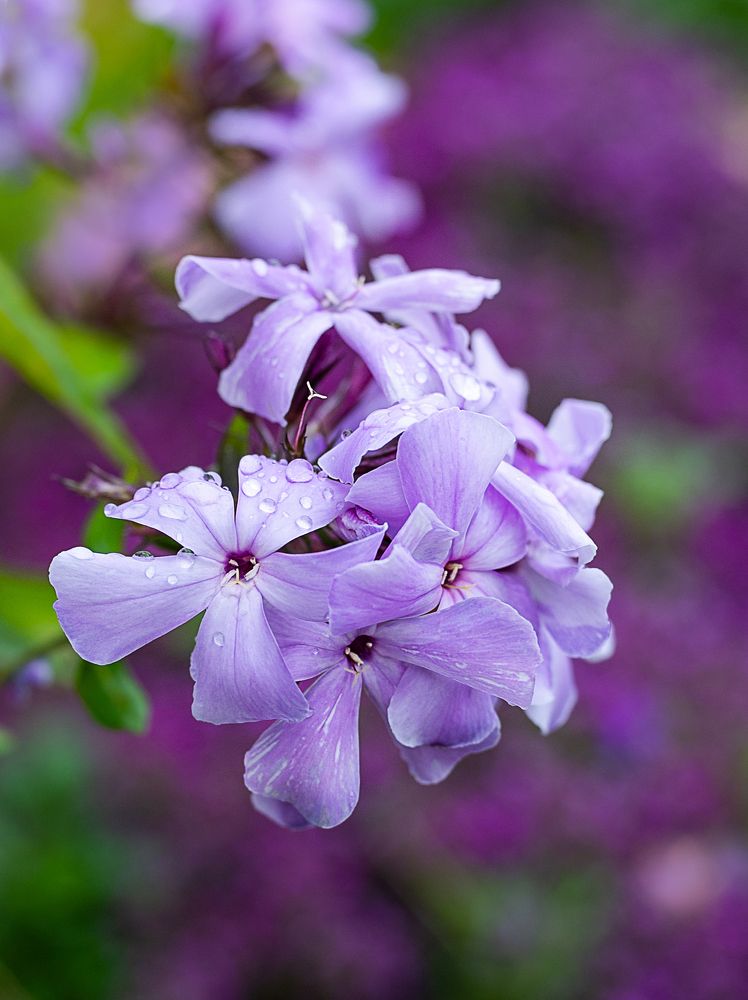 Photograph by NADEZHDA PELYMSKAIA