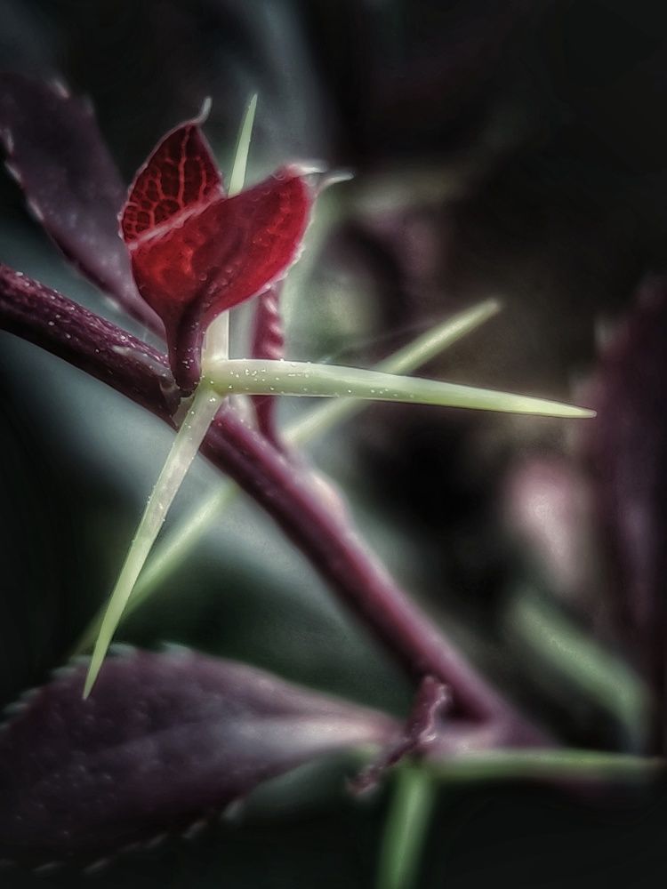 Фотография автора Максим Светличный