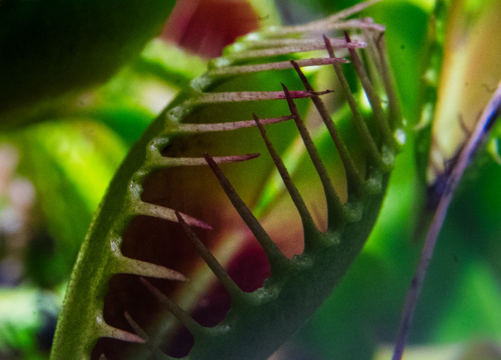 Photograph by Aleksandr Kolonsky