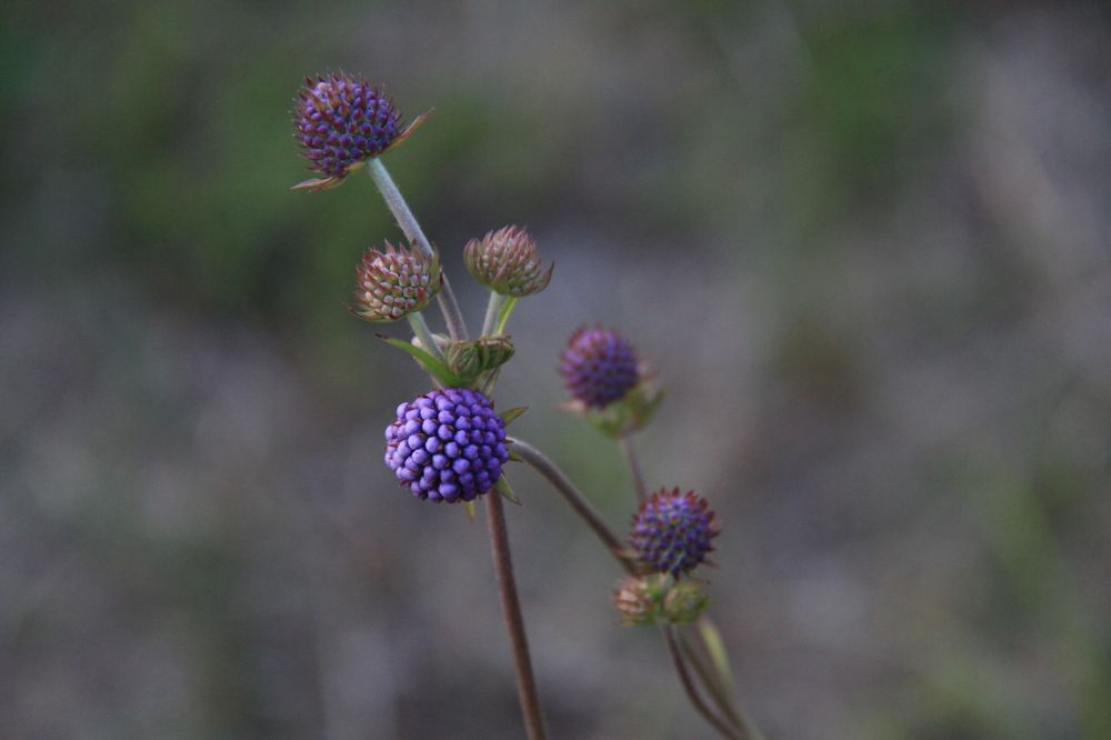 Фотография автора Анастасия Зверева