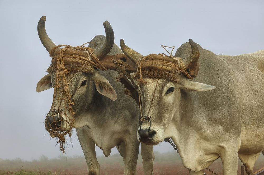 Photograph by Геннадий Васенков