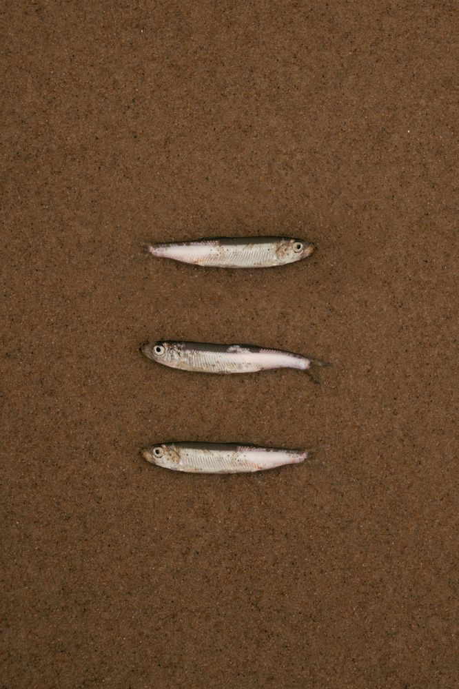 Photograph by Анжела Спиридонова