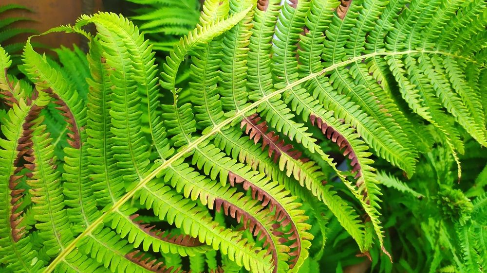 Photograph by Елена Смирнова