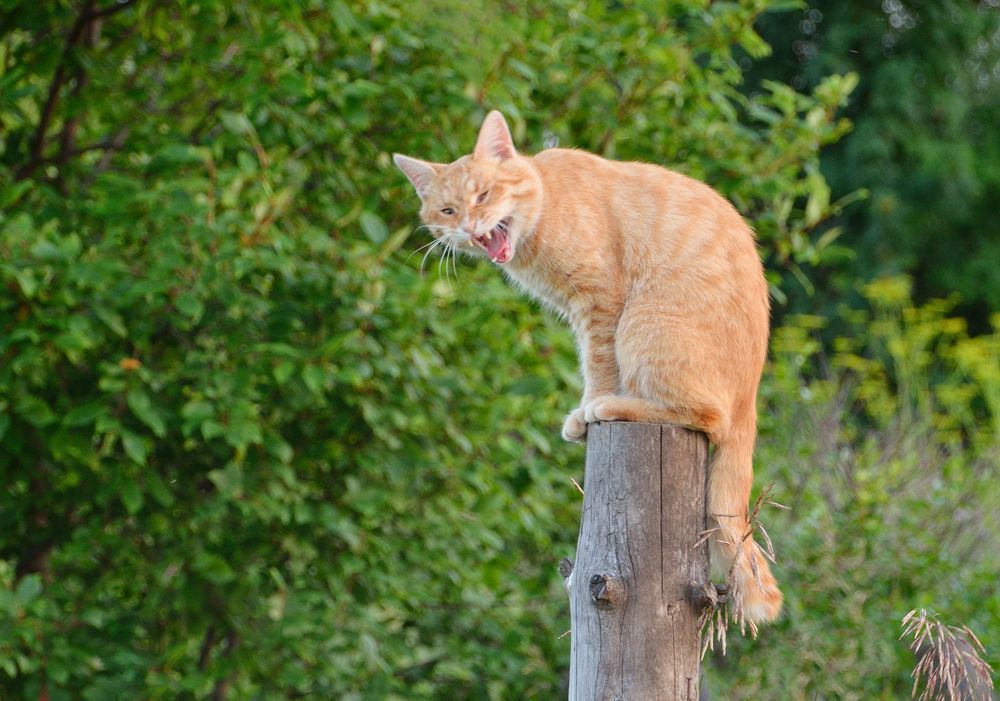 Кошачий смех