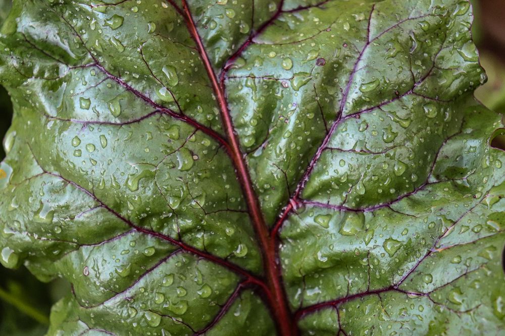 Photograph by Juliana