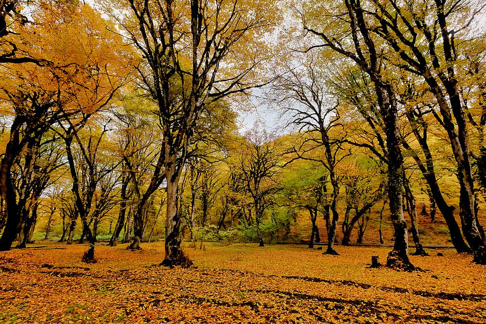 Photograph by Айдын Мехтиев